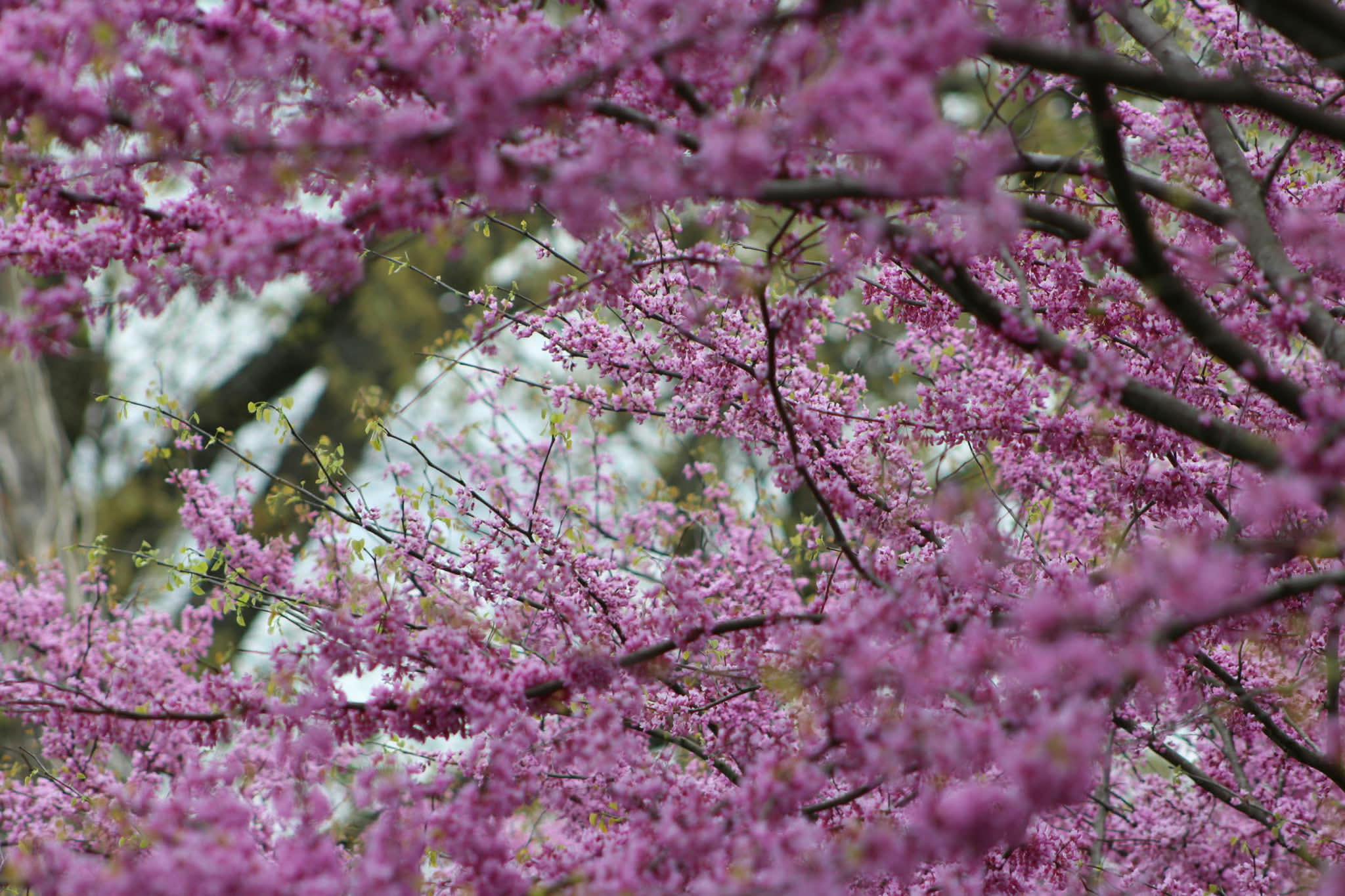 Cercis canadensis — Eastern Redbud | Native Tennessee Understory Tree, Live Plant