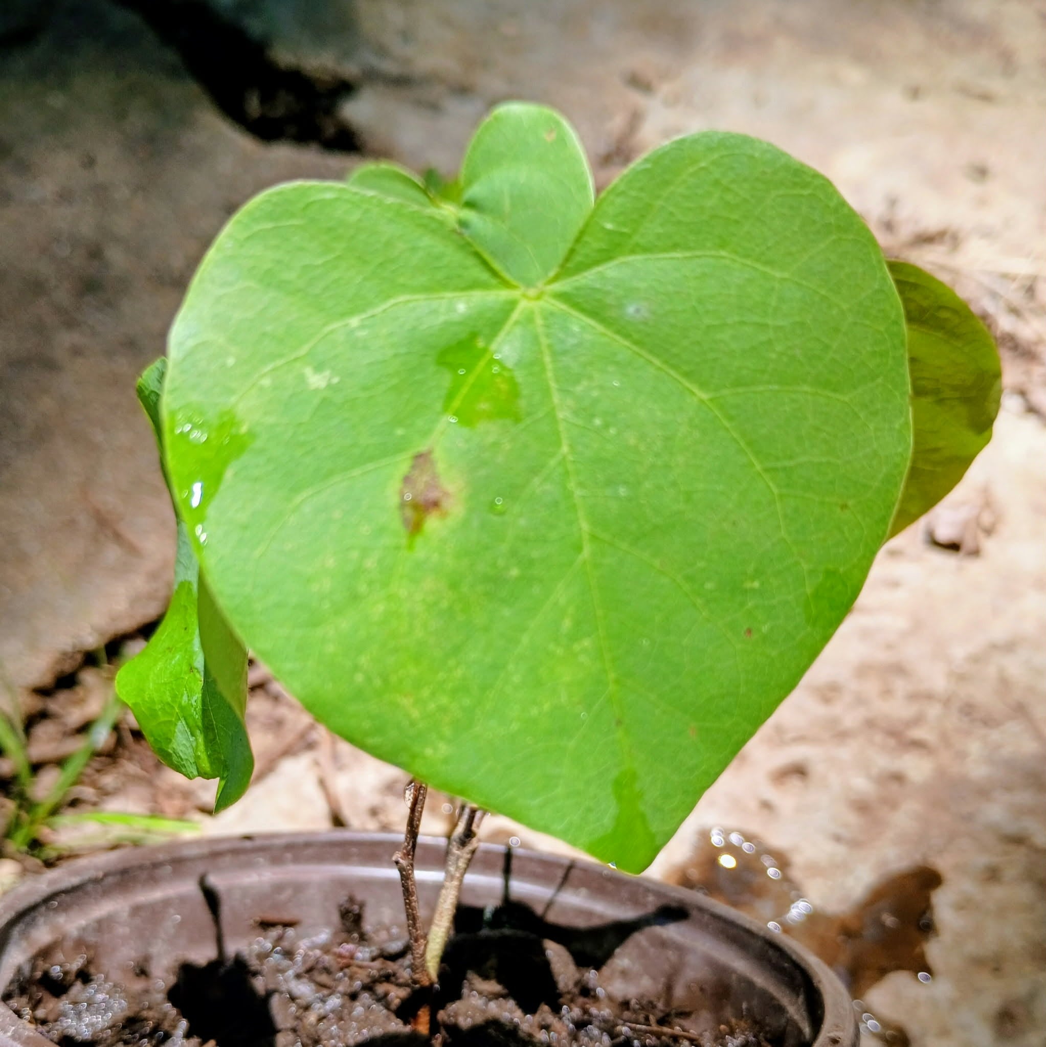 Cercis canadensis — Eastern Redbud | Native Tennessee Understory Tree, Live Plant