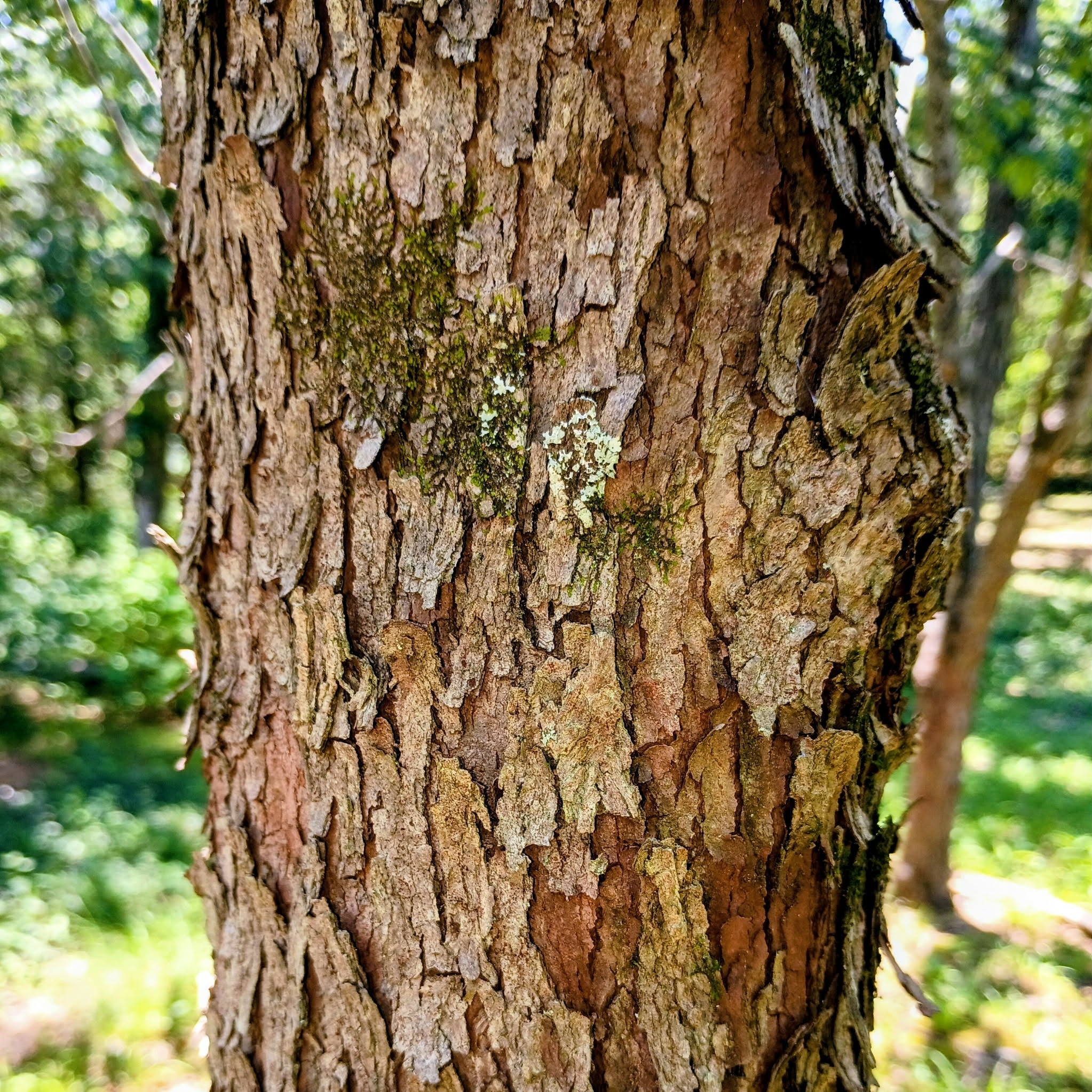 Cercis canadensis — Eastern Redbud | Native Tennessee Understory Tree, Live Plant