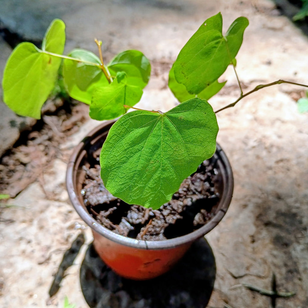Cercis canadensis — Eastern Redbud | Native Tennessee Understory Tree, Live Plant