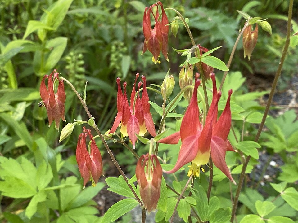 Aquilegia canadensis — Eastern Red Columbine | Native Tennessee Perennial, Live Plant