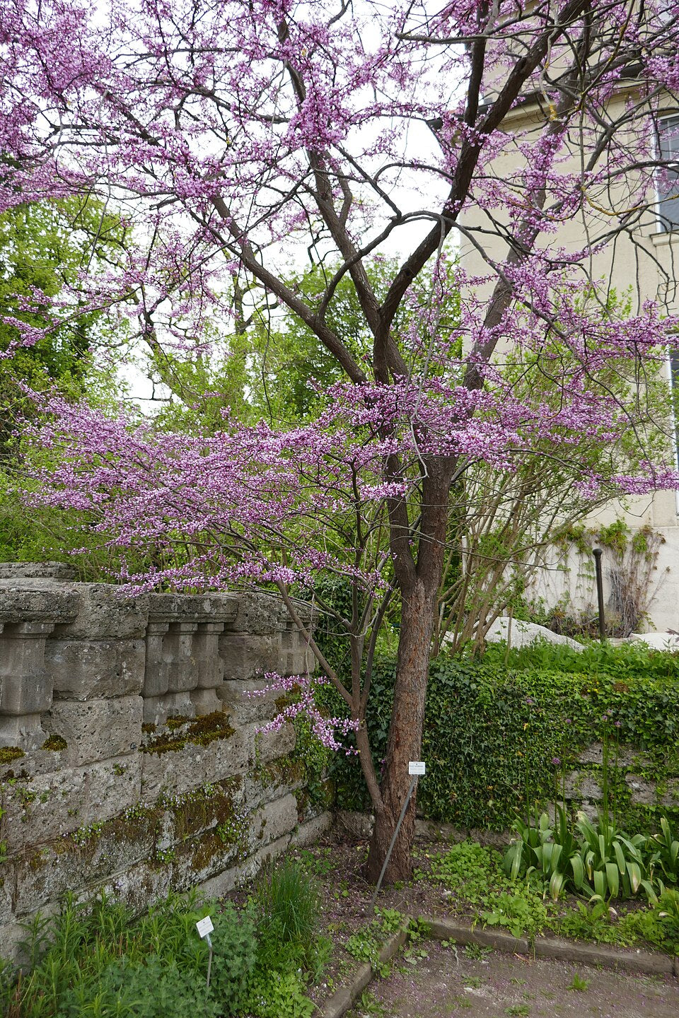 Cercis canadensis — Eastern Redbud | Native Tennessee Understory Tree, Live Plant
