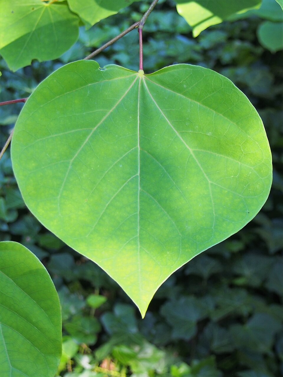 Cercis canadensis — Eastern Redbud | Native Tennessee Understory Tree, Live Plant