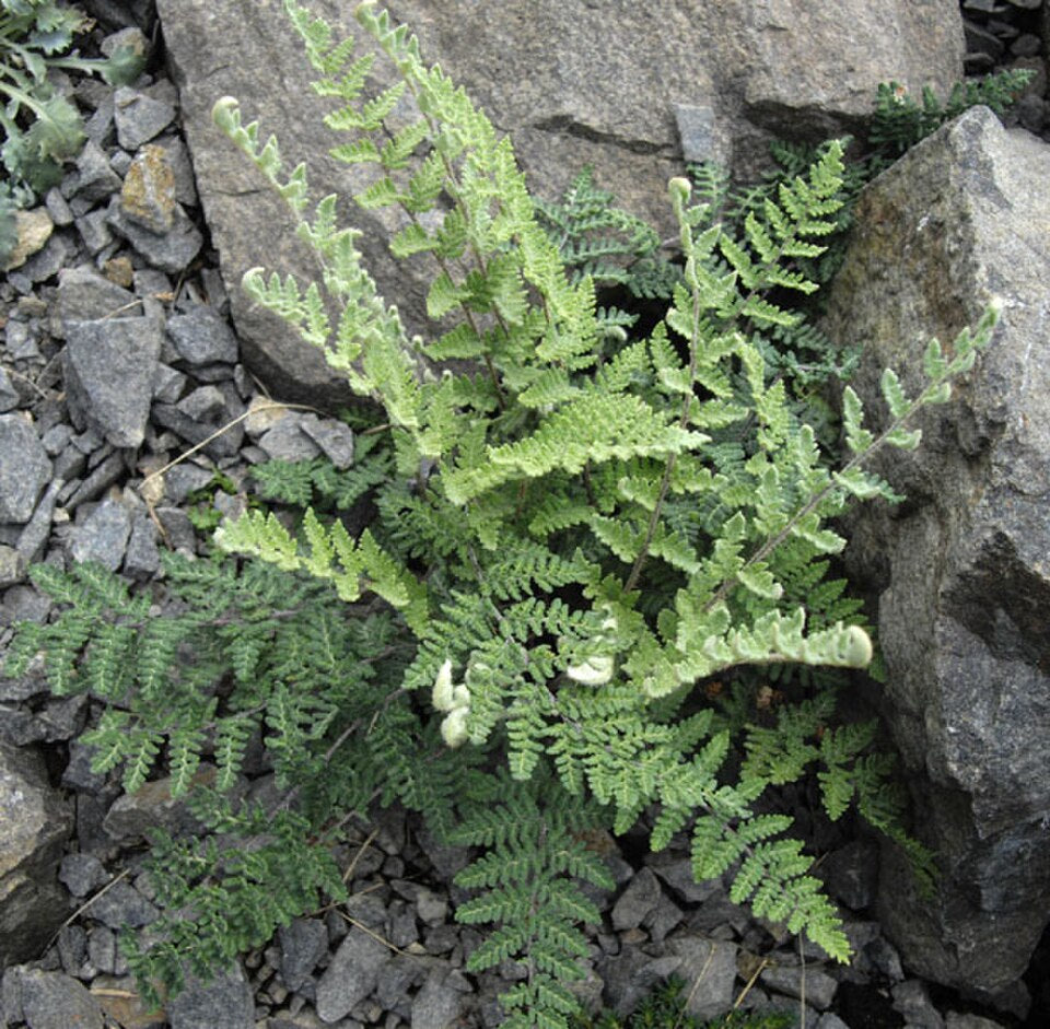 Myriopteris lanosa — Hairy Lip Fern | Native Tennessee Rock Garden Fern, Live Plant