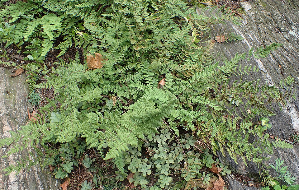 Myriopteris lanosa — Hairy Lip Fern | Native Tennessee Rock Garden Fern, Live Plant