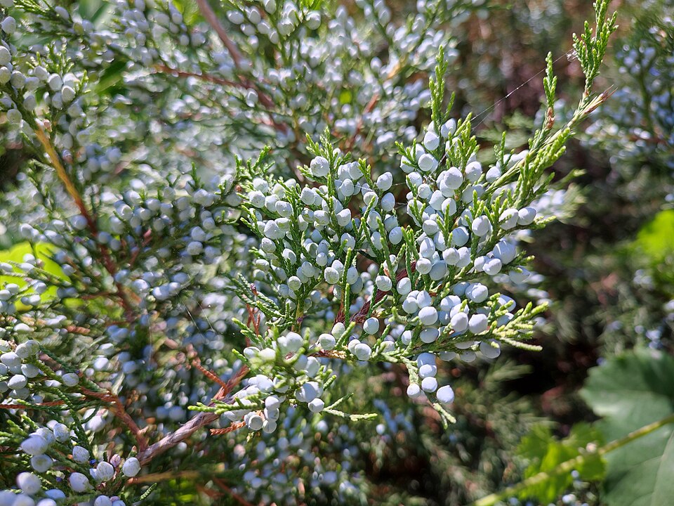 Juniperus virginiana — Eastern Red Cedar | Native Tennessee Evergreen Tree, Live Plant