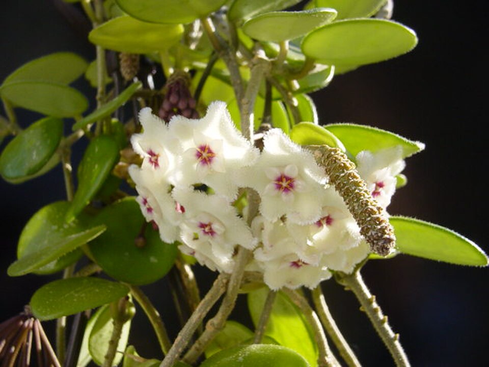 Hoya serpens — Mini Wax Plant, Live Plant