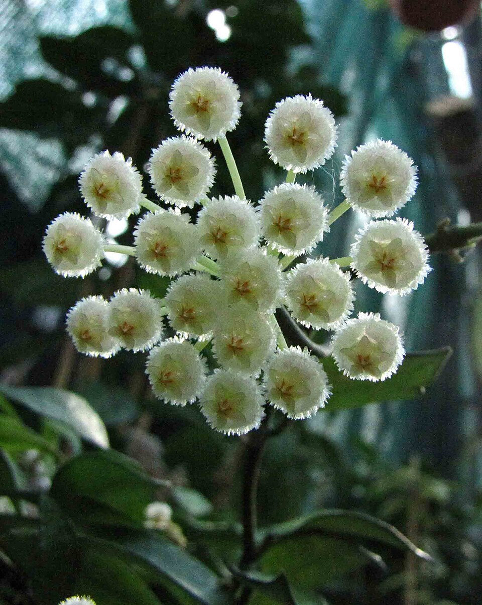 Hoya lacunosa — Cinnamon Hoya, Live Plant