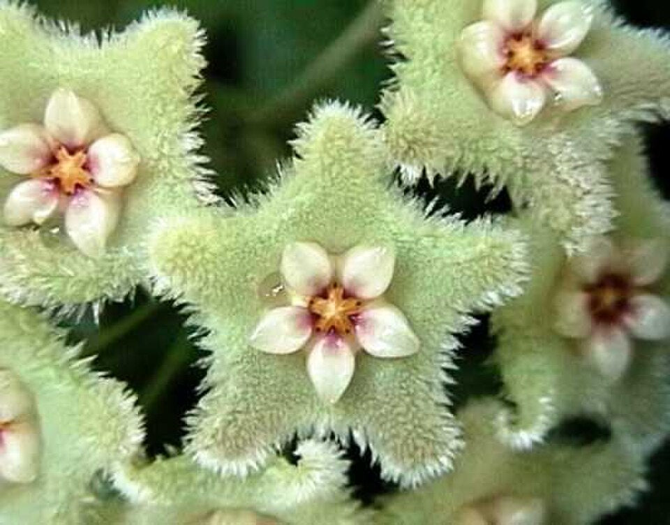 Hoya serpens — Mini Wax Plant, Live Plant