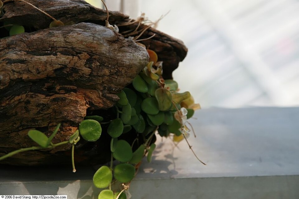 Hoya serpens — Mini Wax Plant, Live Plant