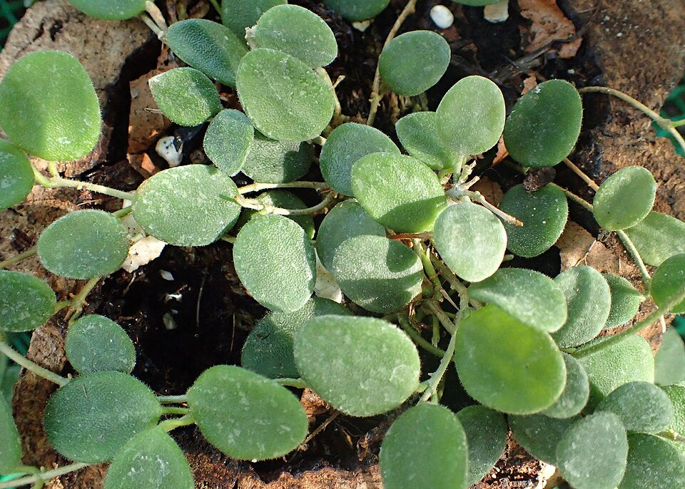 Hoya serpens — Mini Wax Plant, Live Plant