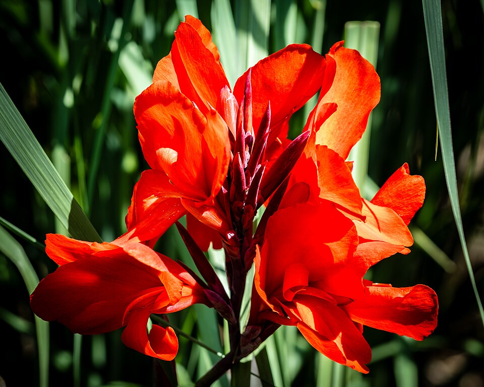 Canna indica — Indian Shot / Canna Lily | Tropical Ornamental Perennial, Live Plant