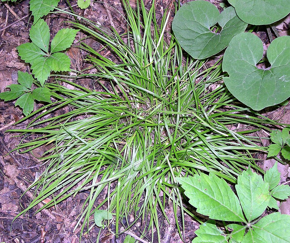Carex jamesii — James' Sedge | Native Tennessee Woodland Groundcover, Live Plant