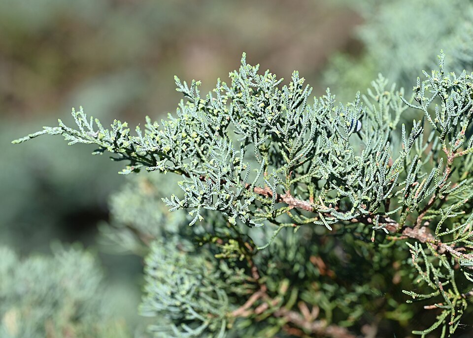 Juniperus virginiana — Eastern Red Cedar | Native Tennessee Evergreen Tree, Live Plant