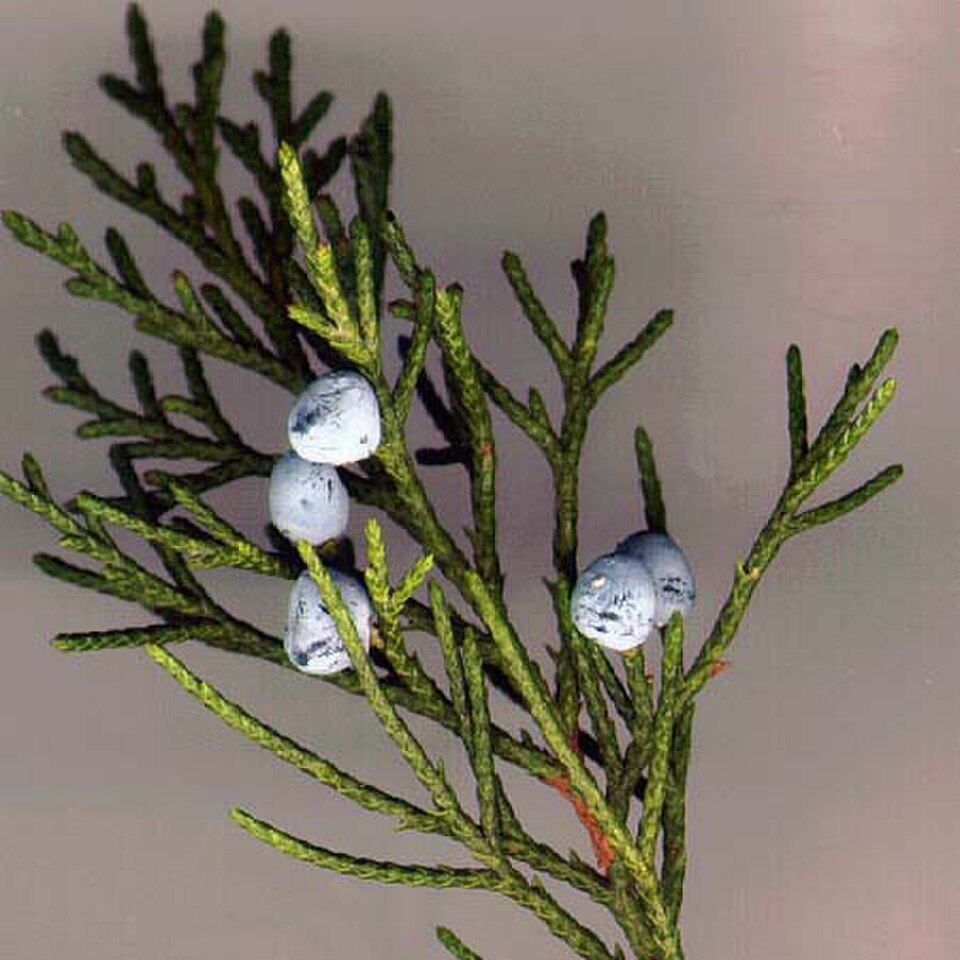 Juniperus virginiana — Eastern Red Cedar | Native Tennessee Evergreen Tree, Live Plant