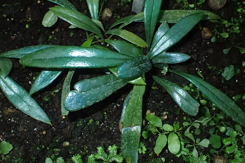 Microsorum thailandicum — Blue Oil Fern, Live Plant