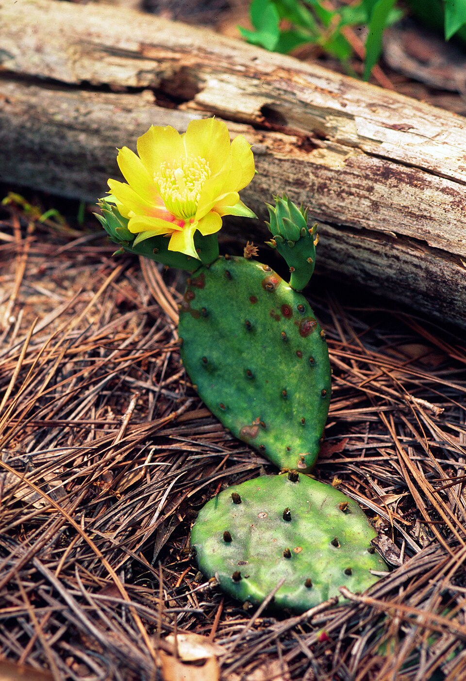 Opuntia humifusa — Eastern Prickly Pear | Native Tennessee Cactus, Live Plant