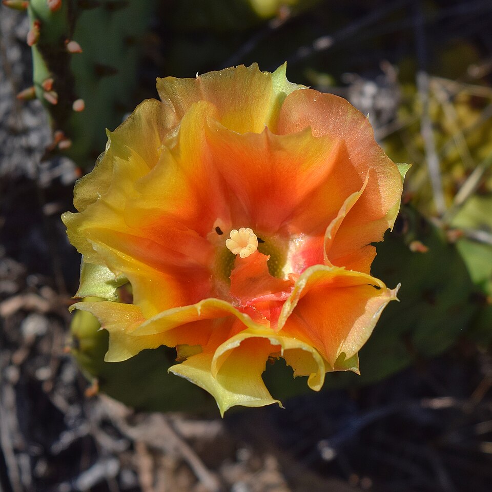 Opuntia humifusa — Eastern Prickly Pear | Native Tennessee Cactus, Live Plant