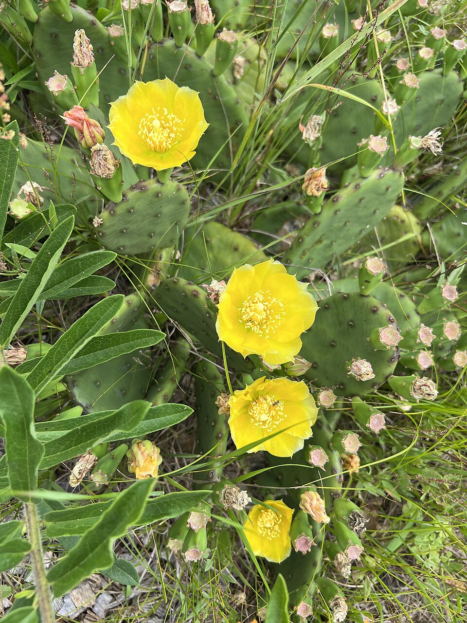 Opuntia humifusa — Eastern Prickly Pear | Native Tennessee Cactus, Live Plant