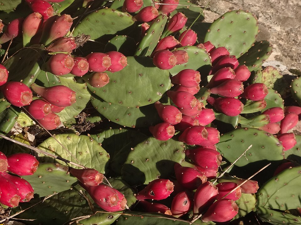 Opuntia humifusa — Eastern Prickly Pear | Native Tennessee Cactus, Live Plant
