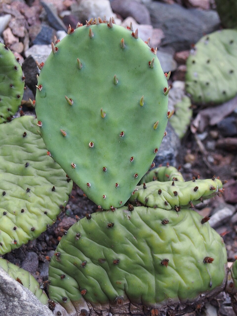 Opuntia humifusa — Eastern Prickly Pear | Native Tennessee Cactus, Live Plant