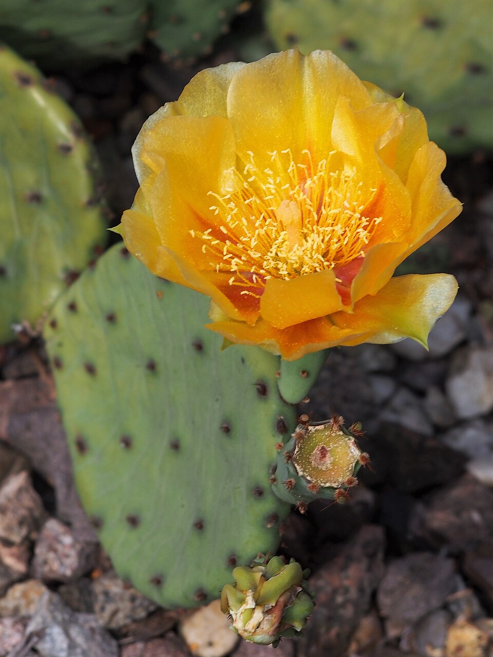 Opuntia humifusa — Eastern Prickly Pear | Native Tennessee Cactus, Live Plant