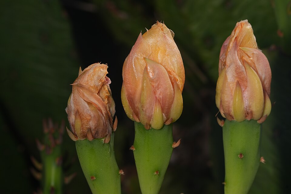 Opuntia humifusa — Eastern Prickly Pear | Native Tennessee Cactus, Live Plant