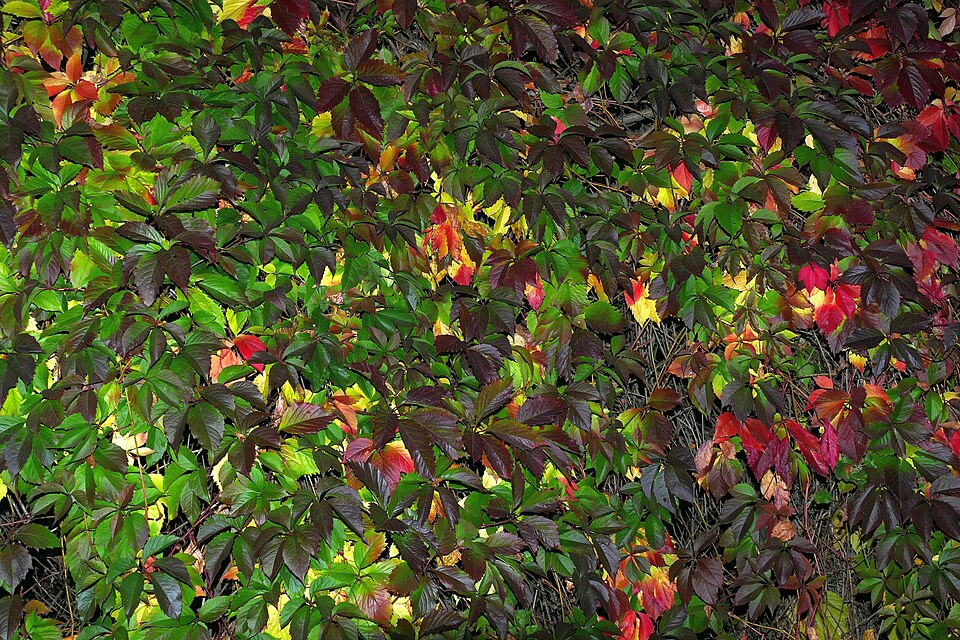 Parthenocissus quinquefolia — Virginia Creeper | Native Tennessee Vine, Live Plant