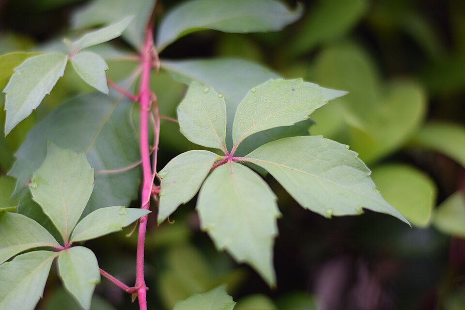 Parthenocissus quinquefolia — Virginia Creeper | Native Tennessee Vine, Live Plant