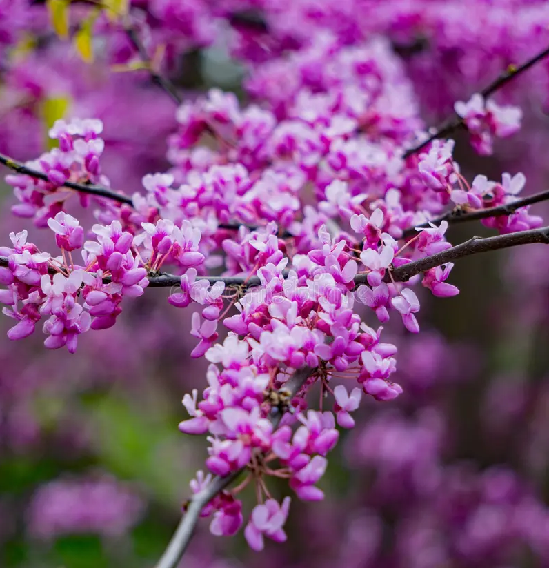 Cercis canadensis — Eastern Redbud | Native Tennessee Understory Tree, Live Plant