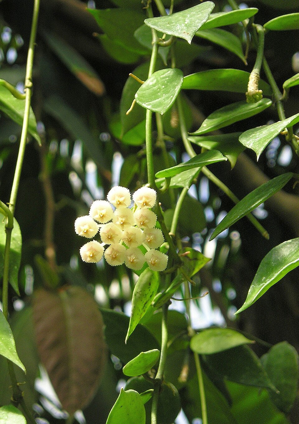 Hoya lacunosa — Cinnamon Hoya, Live Plant