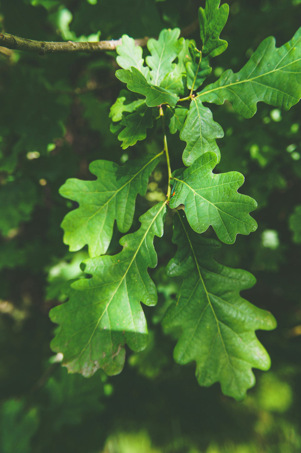Quercus velutina — Black Oak | Native Tennessee Keystone Tree, Live Plant