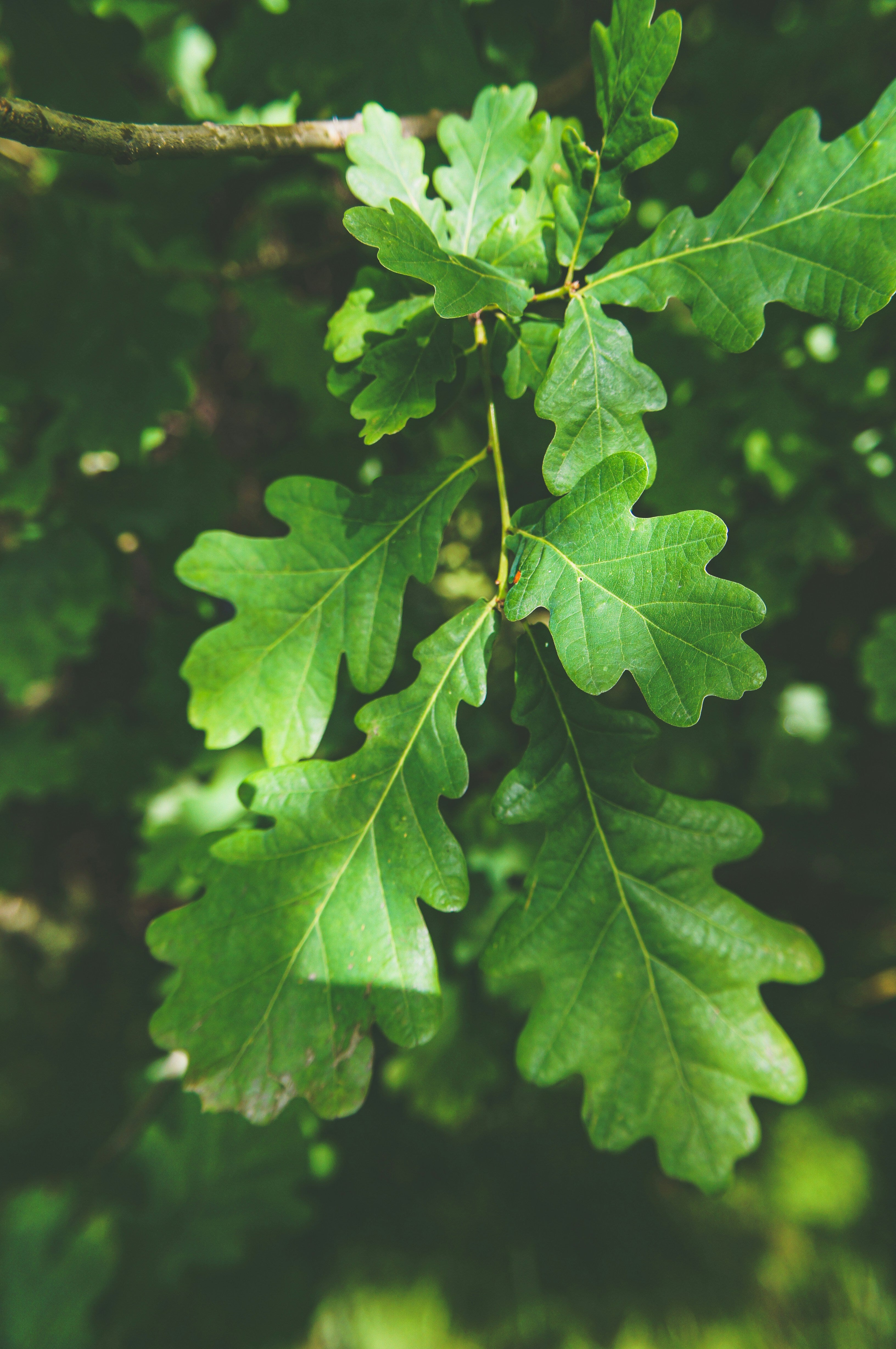 Quercus velutina — Black Oak | Native Tennessee Keystone Tree, Live Plant