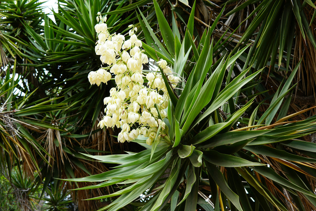 Yucca filamentosa — Adam's Needle | Native Tennessee Perennial, Live Plant