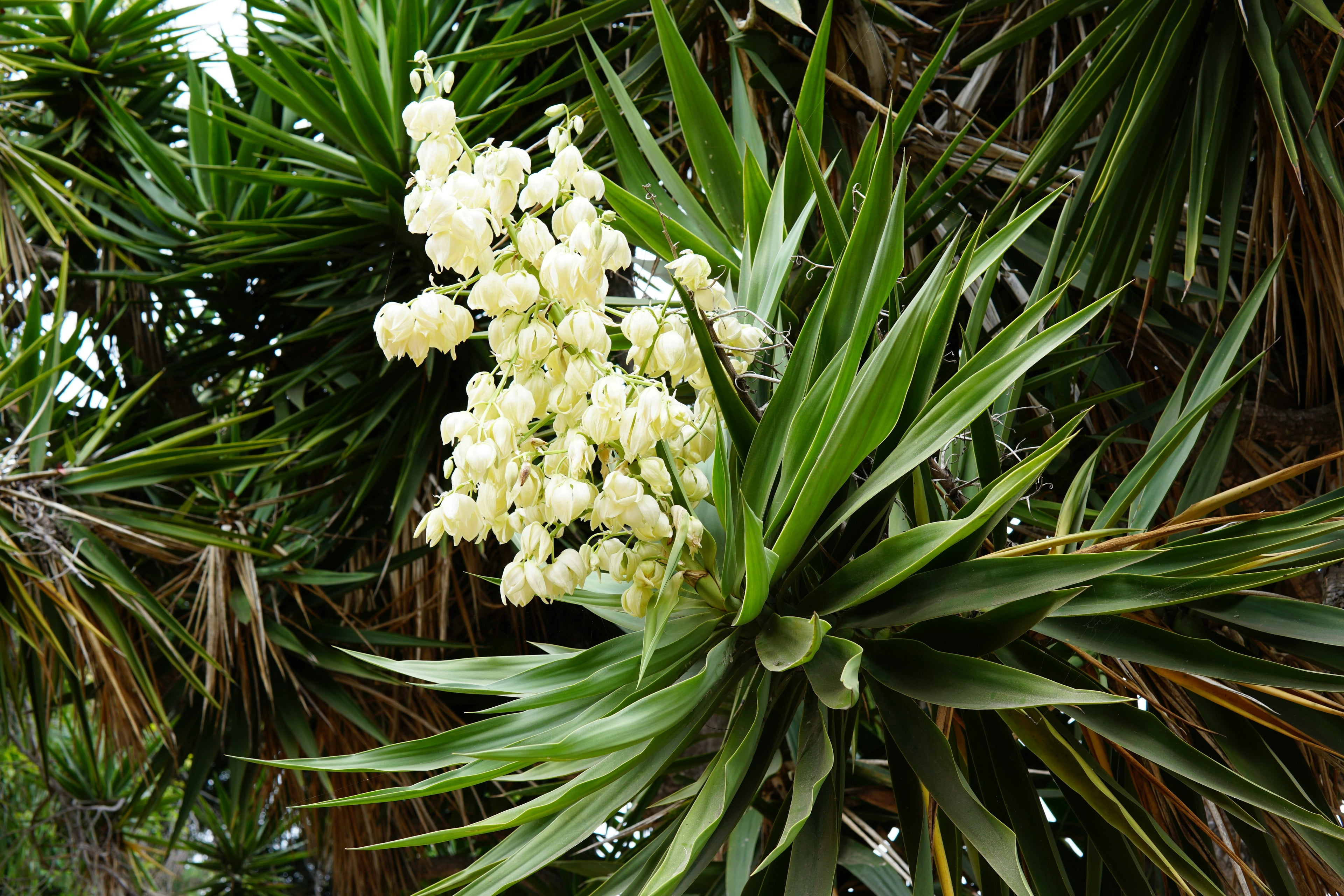 Yucca filamentosa — Adam's Needle | Native Tennessee Perennial, Live Plant