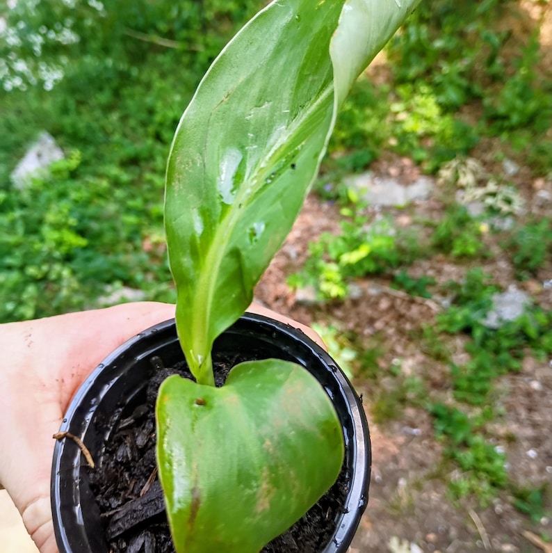 Canna indica — Indian Shot / Canna Lily | Tropical Ornamental Perennial, Live Plant