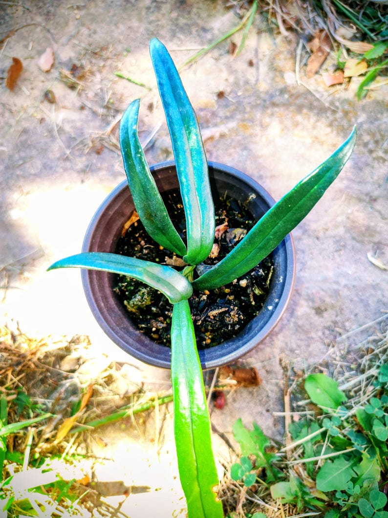 Microsorum thailandicum — Blue Oil Fern, Live Plant