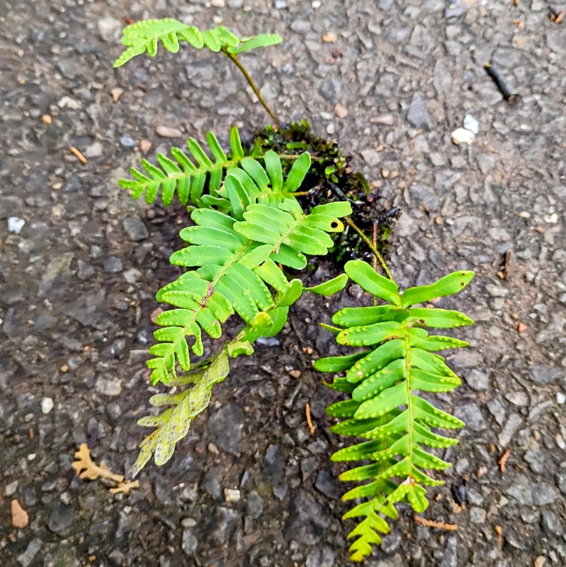 Pleopeltis michauxiana — Resurrection Fern | Native Tennessee Epiphytic Fern, Live Clumpsv