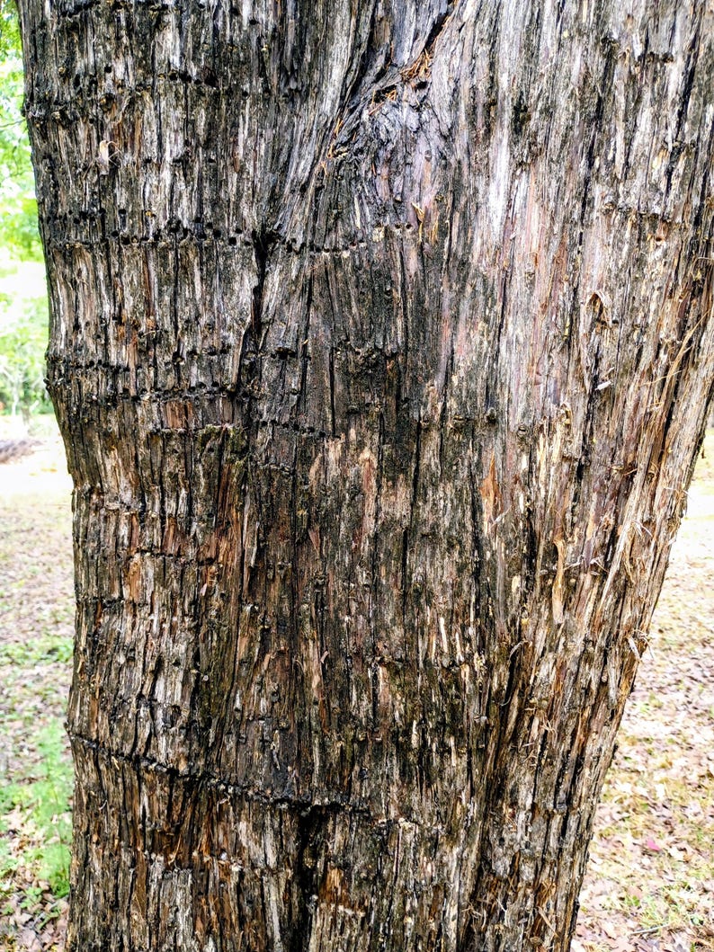 Juniperus virginiana — Eastern Red Cedar | Native Tennessee Evergreen Tree, Live Plant