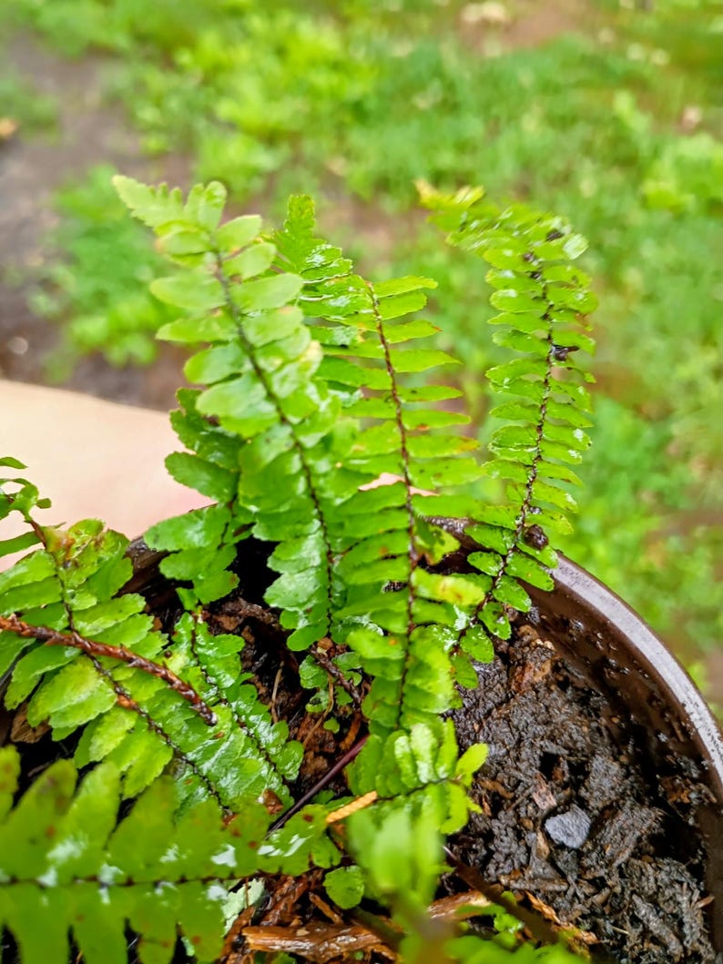 Asplenium platyneuron — Ebony Spleenwort | Native Tennessee Evergreen Fern, Live Plant