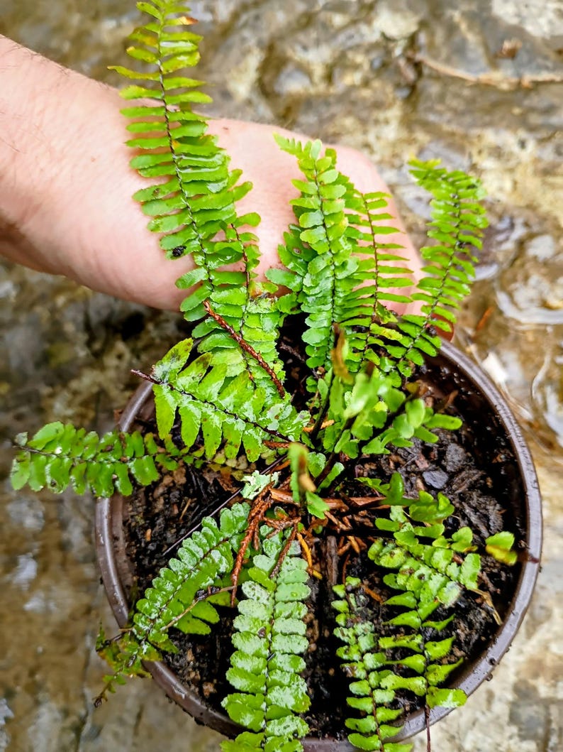 Asplenium platyneuron — Ebony Spleenwort | Native Tennessee Evergreen Fern, Live Plant