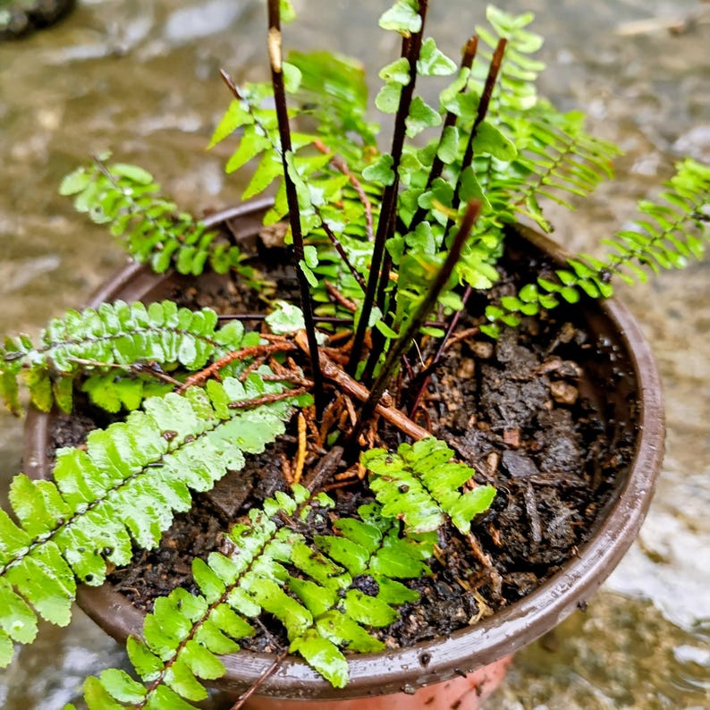 Asplenium platyneuron — Ebony Spleenwort | Native Tennessee Evergreen Fern, Live Plant