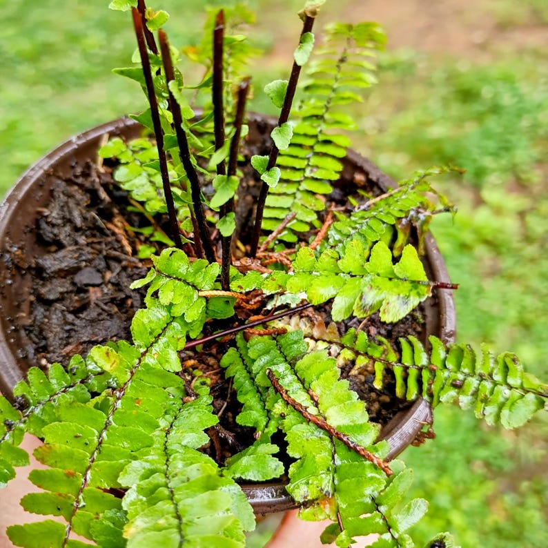 Asplenium platyneuron — Ebony Spleenwort | Native Tennessee Evergreen Fern, Live Plant