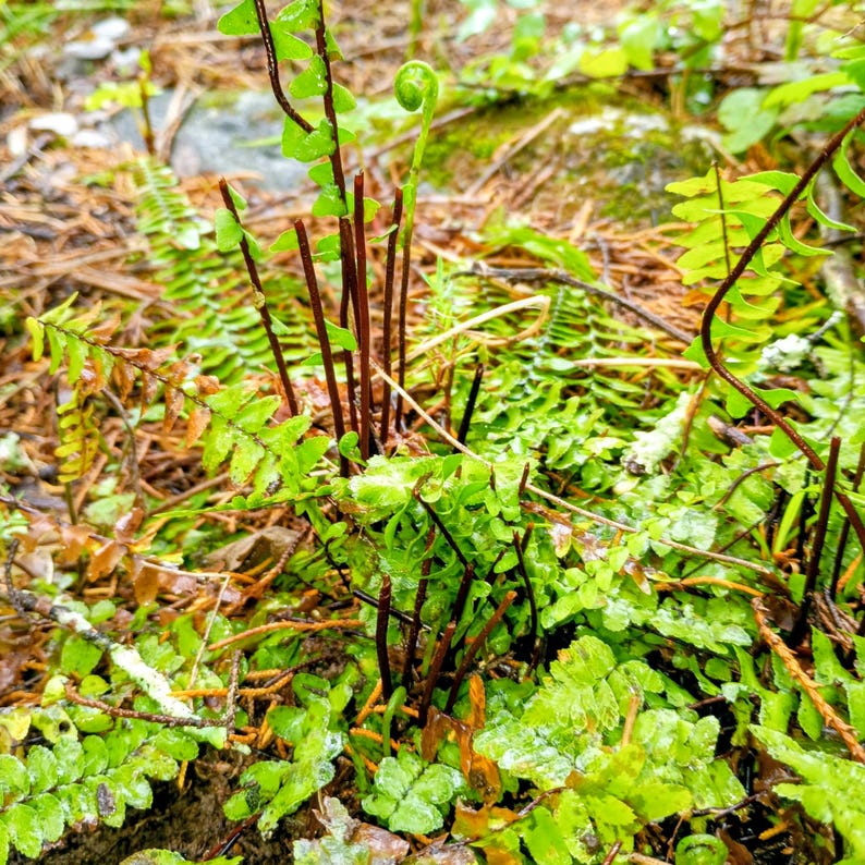 Asplenium platyneuron — Ebony Spleenwort | Native Tennessee Evergreen Fern, Live Plant