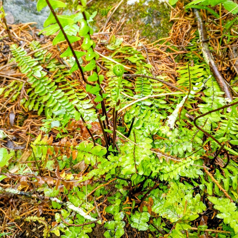Asplenium platyneuron — Ebony Spleenwort | Native Tennessee Evergreen Fern, Live Plant