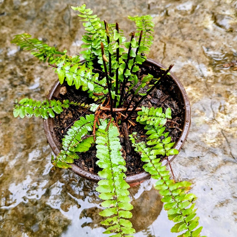 Asplenium platyneuron — Ebony Spleenwort | Native Tennessee Evergreen Fern, Live Plant