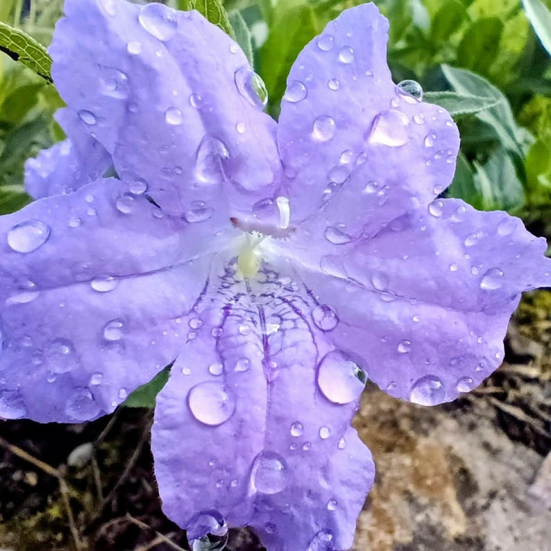 Ruellia caroliniensis — Carolina Wild Petunia | Native Tennessee Perennial, Live Plant