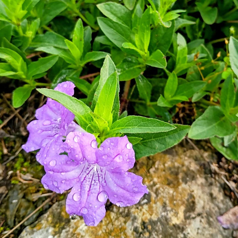 Ruellia caroliniensis — Carolina Wild Petunia | Native Tennessee Perennial, Live Plant