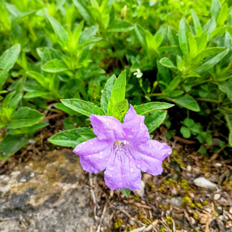 Ruellia caroliniensis — Carolina Wild Petunia | Native Tennessee Perennial, Live Plant