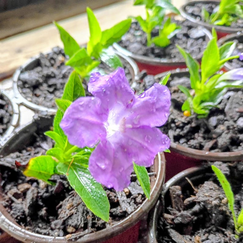 Ruellia caroliniensis — Carolina Wild Petunia | Native Tennessee Perennial, Live Plant
